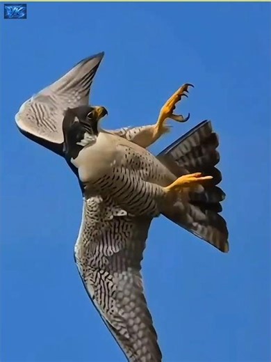 “Ye Bird Kabhi Zameen Par Nahi Baithta 😱