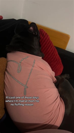 Sassy Dog Moments That Make You Laugh
