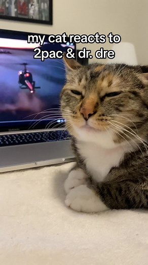 California Love Cat Reactions | Hip Hop Bangers ft. 2Pac & Dr. Dre