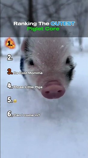The cutest piglet moments ranked