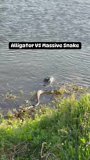 Florida Gator Vs Massive Snake! Just another Florida day! While waiting for my kids to finish up Basketball Practice my husband caught this epic Florida battle! @Omgitswicks Maybe you’ll see this Florida Pokemon Battle when you come to Wesley Chapel this summer! #wildlife #florida #floridawildlife #alligator #snake