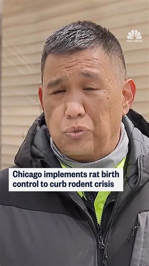 68K views · 436 reactions | Chicago is implementing rat birth control to reduce the rat population in its Bucktown and Wicker Park areas. | NBC News | Facebook