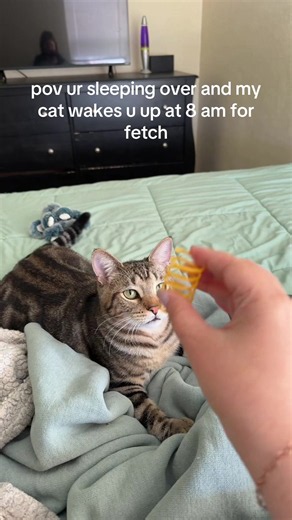 Cat Wakes You Up at 8 AM for Fetch: POV Morning Appointment