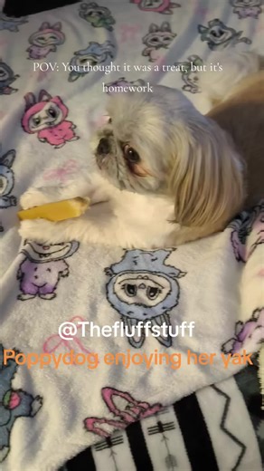 Poppydog's Fun with a Yak