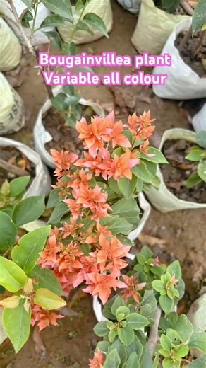 Bougainvillea plant all colour #palante #viralvideo #tree #viralvideo #plants