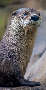 🦦 What a magnificent day to be an otter- it's World Otter Day! Join us as we celebrate these adorable animals and the vital part they play in our ecosystem. An incredible adaptation for North American river otters is their built-in goggles. Their third eyelid, called a nictitating membrane, automatically closes over their eyes as they enter the water, protecting their vision while they swim and play! Dive into the lively world of these adorable creatures here at the Caldwell Zoo. 🌊 #WorldOtter