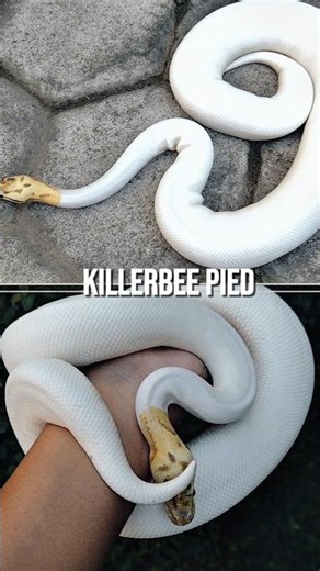 BALLPYTHON PIED KILLERBEE FEMALE READY FOR CONTEST #ballpython #killerbee #piedballpython #reptiles