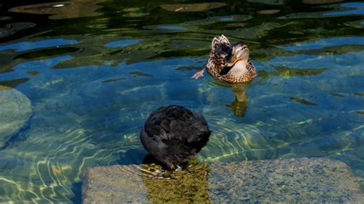 Duck, Coot, Plumage. Free Stock Video
