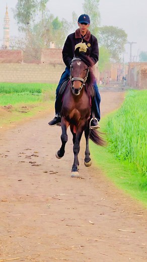 Horse Riding Techniques with Syed