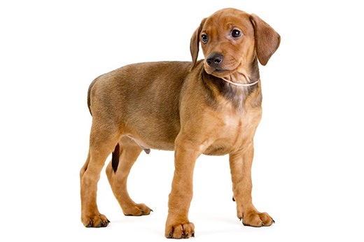 German Pinscher Puppies For Sale In York New Salem, PA