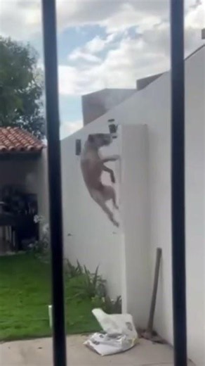 This Dog’s Escape Plan Is Genius 😂