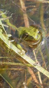 Did you know that Alberta is home to a native treefrog called the boreal chorus frog? These small frogs are no more than 4 cm in body length (measured from its nose to its bum, not including its legs). While the species has specialized toe pads that allow it to climb vegetation and other surfaces in its habitats, the pads are relatively small and less developed compared to those of other treefrog species. As such, the species is adapted to living and moving through low-growing vegetation close t
