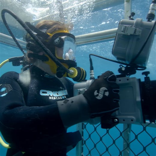 35K views · 607 reactions | The ocean is their oyster  See more of the incredible work marine biologists do in #Sharkfest on National Geographic, now streaming on Disney+ and Hulu. | National Geographic TV | Facebook
