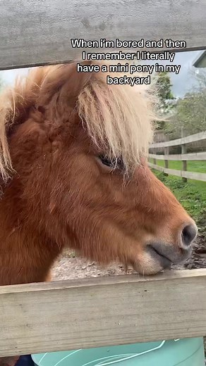 He is pretty cool🤷‍♂️🤪 banjo is iconic. #minihorse #minipony #miniturehorse #funny #funnyanimal #fyp #foryoupage #viral