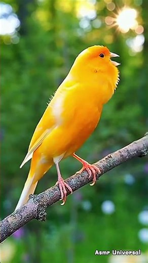 Yellow Canary Singing Non-Stop | Crystal Clear Melodious Song in the Wild 🌿🐤 #shorts