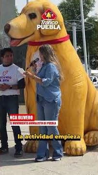 🐾🌟 ¡Diversión con causa!