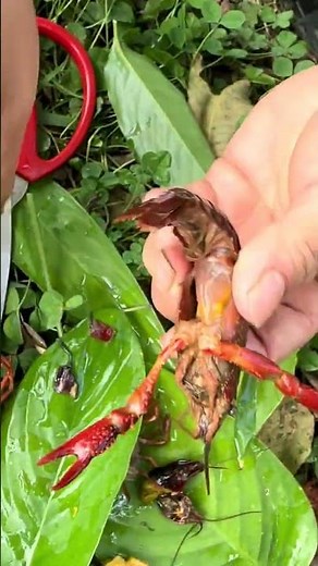 Teach you how to clean crayfish quickly and learn this trick for everyone to benefit. Clean cray