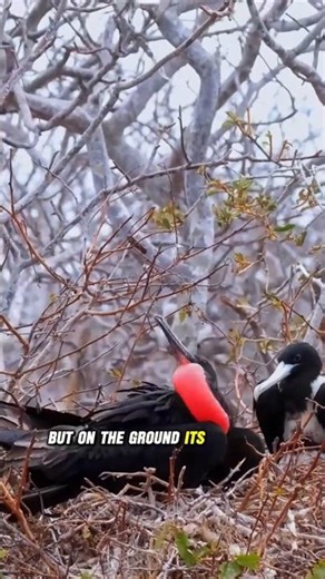 This Bird Inflates a Heart to Find Love ❤️🎈