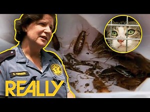 Stray Cats Rescued From Cockroach-Infested House | Animal Cops: Houston