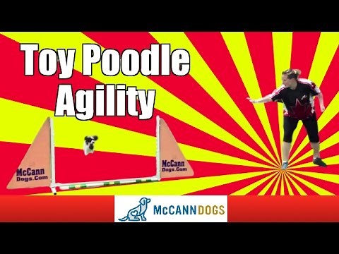 Toy Poodle Doing Dog Agility