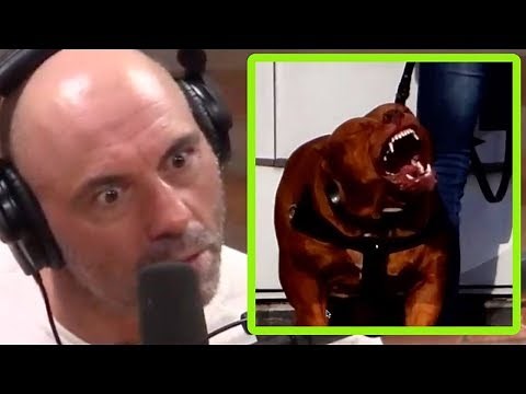 Joe Rogan Tells Savage Pit Bull vs Coyotes Story