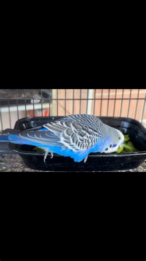 ASMR: Budgie edition | Laila's Parakeets