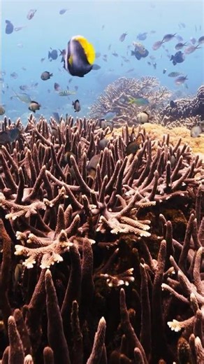 Why we are bringing back structural complexity #rewilding #coralreef