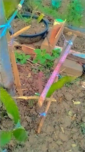 #2 month# dragon fruit growth 📈##