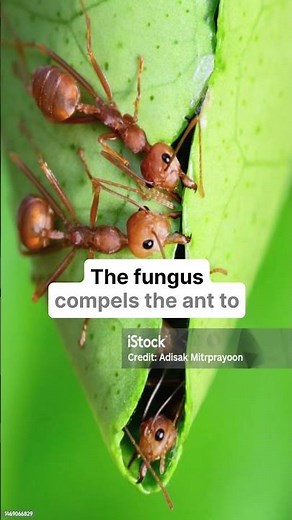 Zombie Ants: The Fungus That Takes Over Minds!