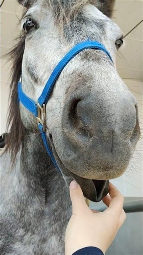 もにょーん #帯広畜産大学うまぶ #horse #馬 #equestrian #かわいい