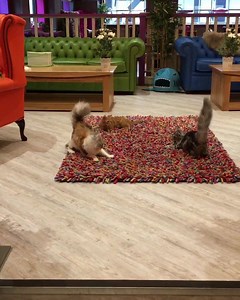 21K views · 1.1K reactions | Playtime in Leeds on the new rug which has caused quite a stir! Kittycafe.co.uk | Kitty Café | Facebook