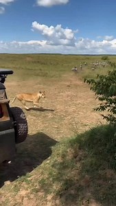 🌍 Embark on an Unforgettable 12-Day Tanzania Bush to Beach Safari with Travel Wise Safari! 🦒🦁🐃🐘🌴 Experience Tanzania’s signature adventure — where thrilling wildlife encounters meet the serenity of Zanzibar’s pristine coastline. Your journey begins in Arusha, gateway to Tanzania’s legendary Northern Safari Circuit: 🦣 Tarangire National Park — home of giant elephant herds 🦁 Serengeti — witness the Great Migration and dramatic predator action 🐾 Ngorongoro Crater — Big Five encounters in a