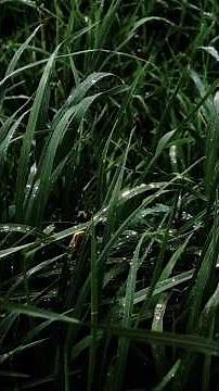 Wind Sound Design with White Noise