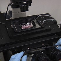 Video: Application of Laser Micro-irradiation for Examination of Single and Double Strand Break Repair in Mammalian Cells