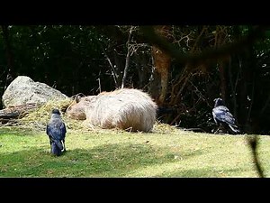 Capybara Wasserschwein Tiergarten Tierpark Zoo Schönbrunn Besuch Zoo Riesen Meerschweinchen Riese