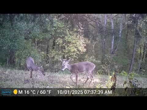 Trail Cam Secrets Revealed – Bucks and Coyotes in Action!