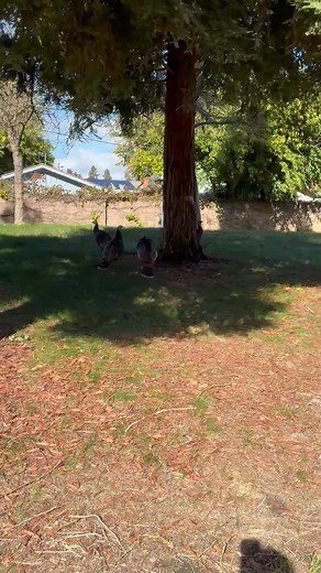 44 reactions · 62 comments | Wild turkey in the park | Zenen Orellano | Facebook