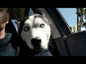 This Husky We Didn’t Plan to Adopt Ended Up Changing Everything