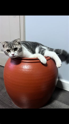 เด็กดื้อรอมี๊ #นายโอล๊าฟของมี๊ #โอลาฟ #แมวสก็อตติชโฟลด์ #แมวอ้วน #แมวตลก