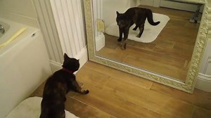 682 reactions · 345 shares | CAT PLAYS WITH REFLECTION | Cat Vines | Facebook