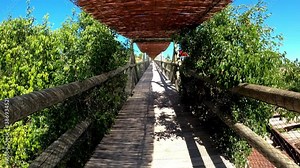 Boardwalk walkway of wood amidst vegetation. Wooden path bridge in high.