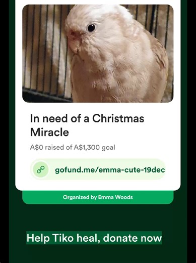 Help Tiko with Urgent Surgery Before Christmas