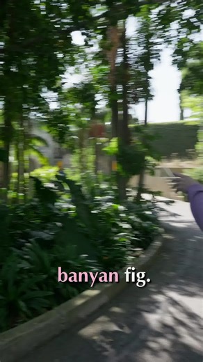 Did you know some trees can actually walk? 🚶‍♂️🌳 Meet the Banyan Fig (aka the Walking Fig) at Robinson Gardens. Caretaker Joshua explains how this incredible tree uses aerial roots to "move" across the forest floor in search of sunlight. It’s grown over 20 feet in just a decade! 🤯 #Nature #BanyanTree #Botany #PlantLover #RobinsonGardens | Virginia Robinson Gardens