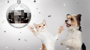 Playlist video Animali Divertenti su VirgilioVideo