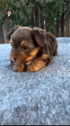 So Adorable Yorkie Puppy .... 😍😍😍 #yorkie #yorkshireterrier #yorkiepuppies #yorkielove #yorkieoftheday #yorkiepuppy #yorkielife #yorkieoftheday #yorkielovers #yorkies #Viral | I Love Yorkshire Terrier