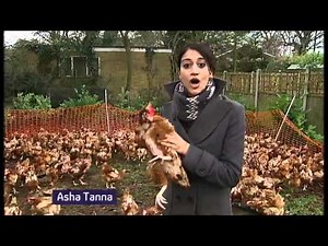 Adopt a battery hen?