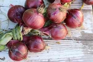How to Braid Onions | The Prairie Homestead
