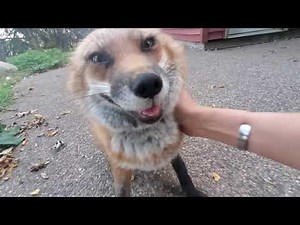 Finnegan Fox says Hehehehe