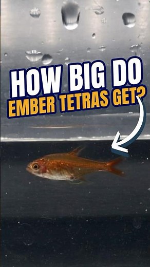 How BIG do Ember Tetras Get | Ember Tetra
