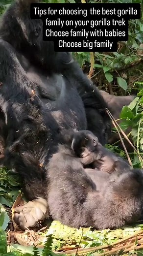 Tips for successful gorilla trekking 1.choose famy with babies 2.have enough water on the trek 3.go with packed lunch on the trek 4.take a Porter he will be more helpfull during the trek . Walking stick is so good esp during the home uphill 5.charge your cameras well 6.obey the advise from. Your ranger guide. | Volcanoes National Park Rwanda